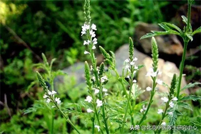 生地黄的药膳大全