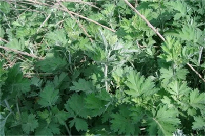 造成脂肪肝的不良习惯