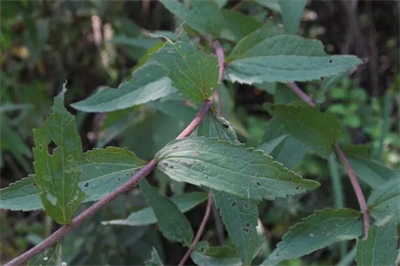 第一次见面送女生几朵玫瑰花,见女生第一面送多少玫瑰