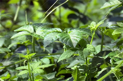 香椿的营养价值和食用禁忌