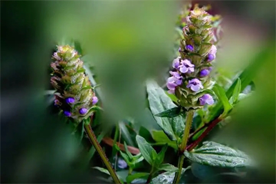 同和居鲁菜简介